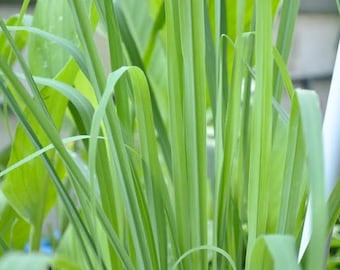 Lemongrass Essential Oil