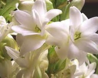Tuberose Perfume Oil