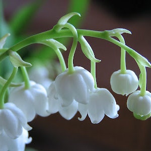 Lily of the Valley Perfume Oil