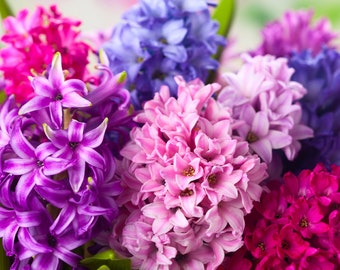 Hyacinth Perfume Oil