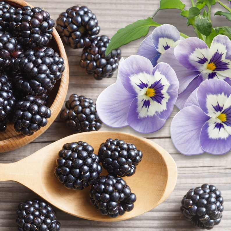 Blackberry Fragrance Oil Etsy