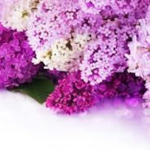 Lilac Perfume Oil