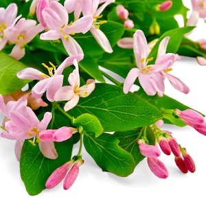 Honeysuckle Oil