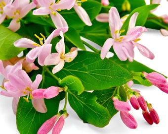 Honeysuckle Oil