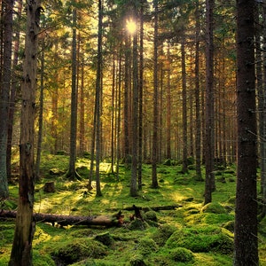 Oakmoss Sandalwood Perfume Oil
