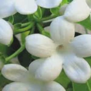 Jasmine Perfume Oil
