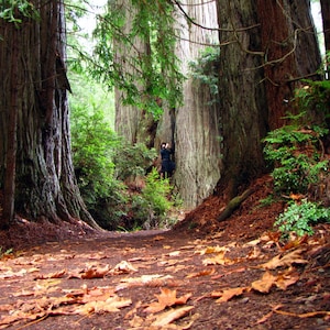 Cedarwood Essential Oil