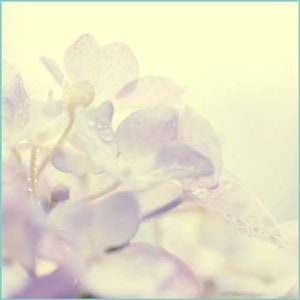 Light Musk Oil