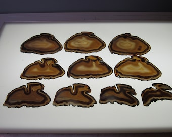 Loch Ness Monster Serpent family picture Brazilian Carnelian 10 matched Agate slab slices banded with pseudo morphs