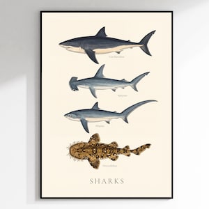 Könnte beinhalten: Ein gerahmter Kunstdruck auf cremefarbenem Hintergrund mit vier vertikal angeordneten Haifisch-Illustrationen. Die Haie sind mit Carcharodon, Sphyrna, Alopias und Orectolobus beschriftet. Das Wort SHARKS steht in Großbuchstaben unten.