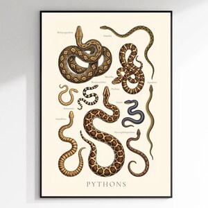 Könnte beinhalten: Ein gerahmtes Lehrplakat auf cremefarbenem Hintergrund mit verschiedenen Schlangenillustrationen und dem Text PYTHONS am unteren Rand. Die Schlangen sind mit Namen wie Malayopython, Simalia, Morelia, Antaresia, Bothrochilus, Liasis, Apodora, Aspidites und Nyctophilopython in schwarzer Schrift beschriftet.
