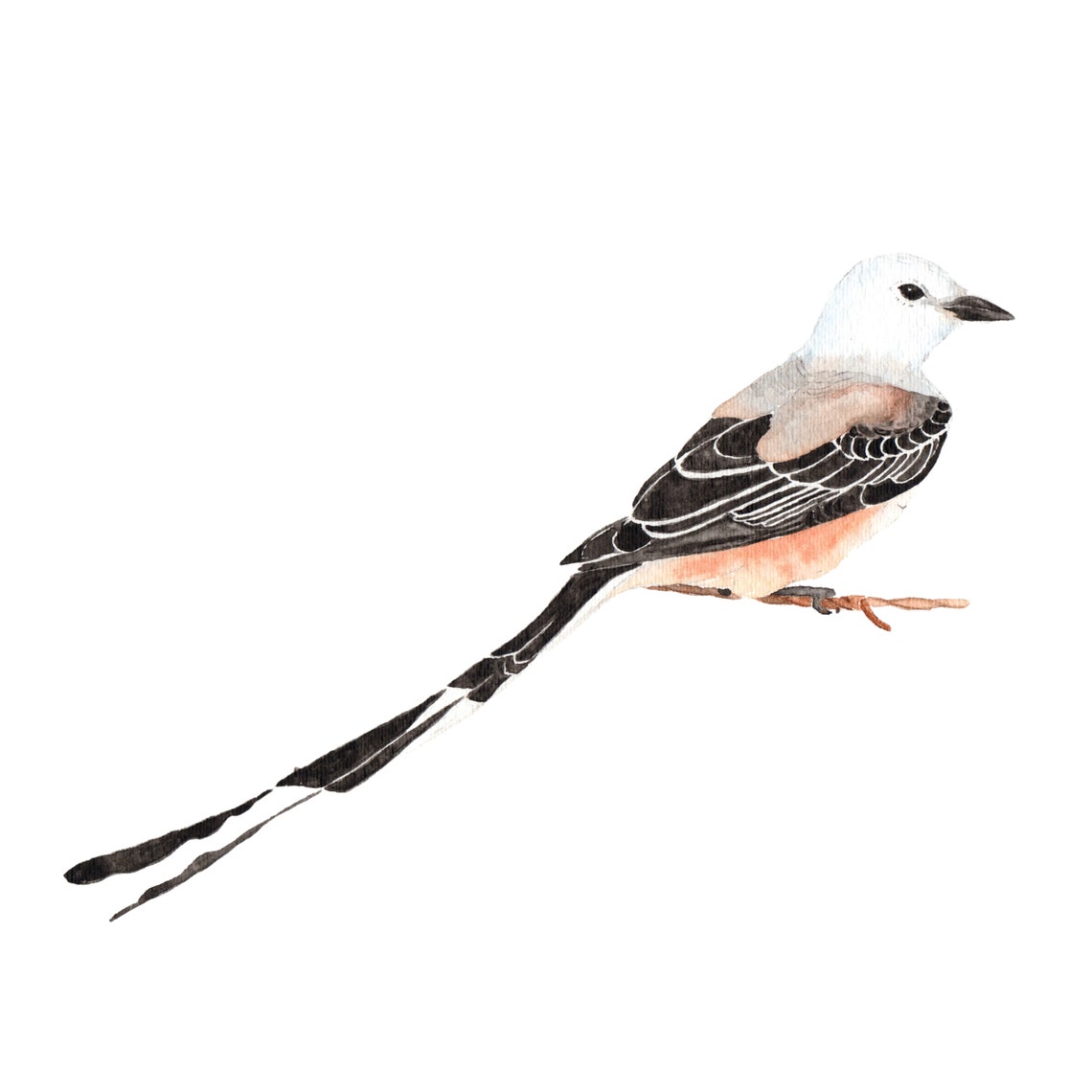 ScissorTailed Flycatcher Watercolor Print from Original Etsy