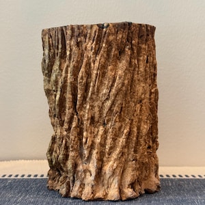 Könnte beinhalten: Ein zylindrisches Stück versteinertes Holz mit einer rauen, tief strukturierten braunen und beigen Oberfläche, die an Baumrinde erinnert. Ein Metalllineal an der Basis zeigt, dass das Objekt eine Breite von etwa 11,5 Zentimetern aufweist.