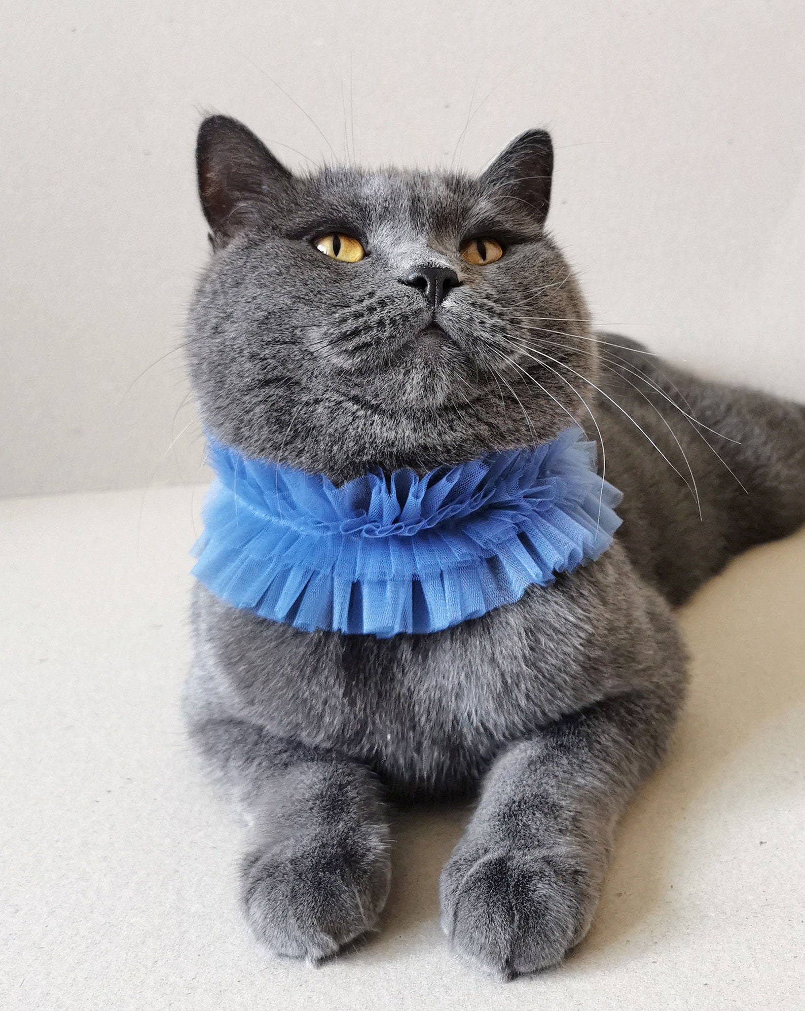 Blue Tulle Ruffle Clown Collar for Cats and Small Dogs, Unique Pet ...
