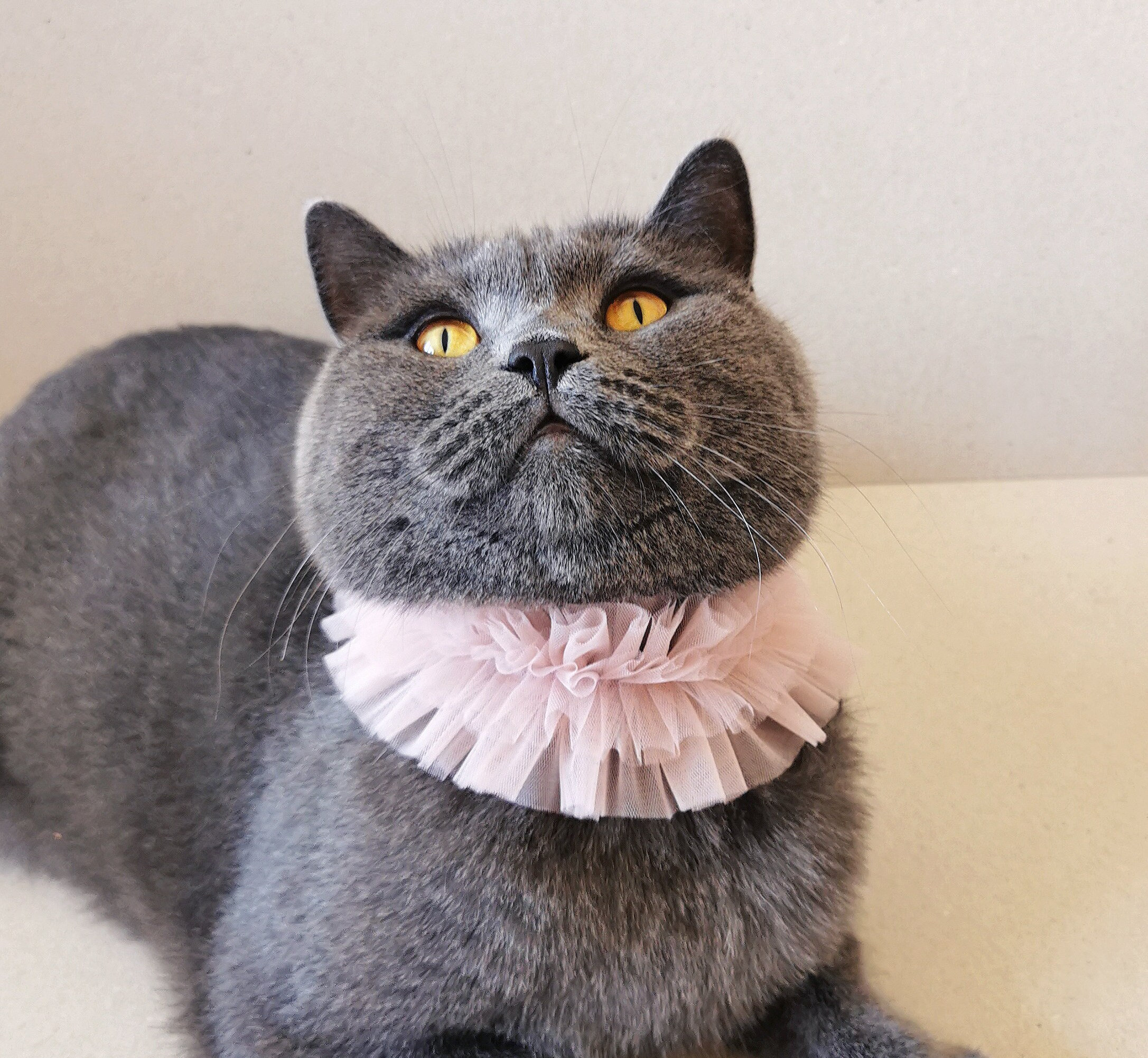cat ruffle collar