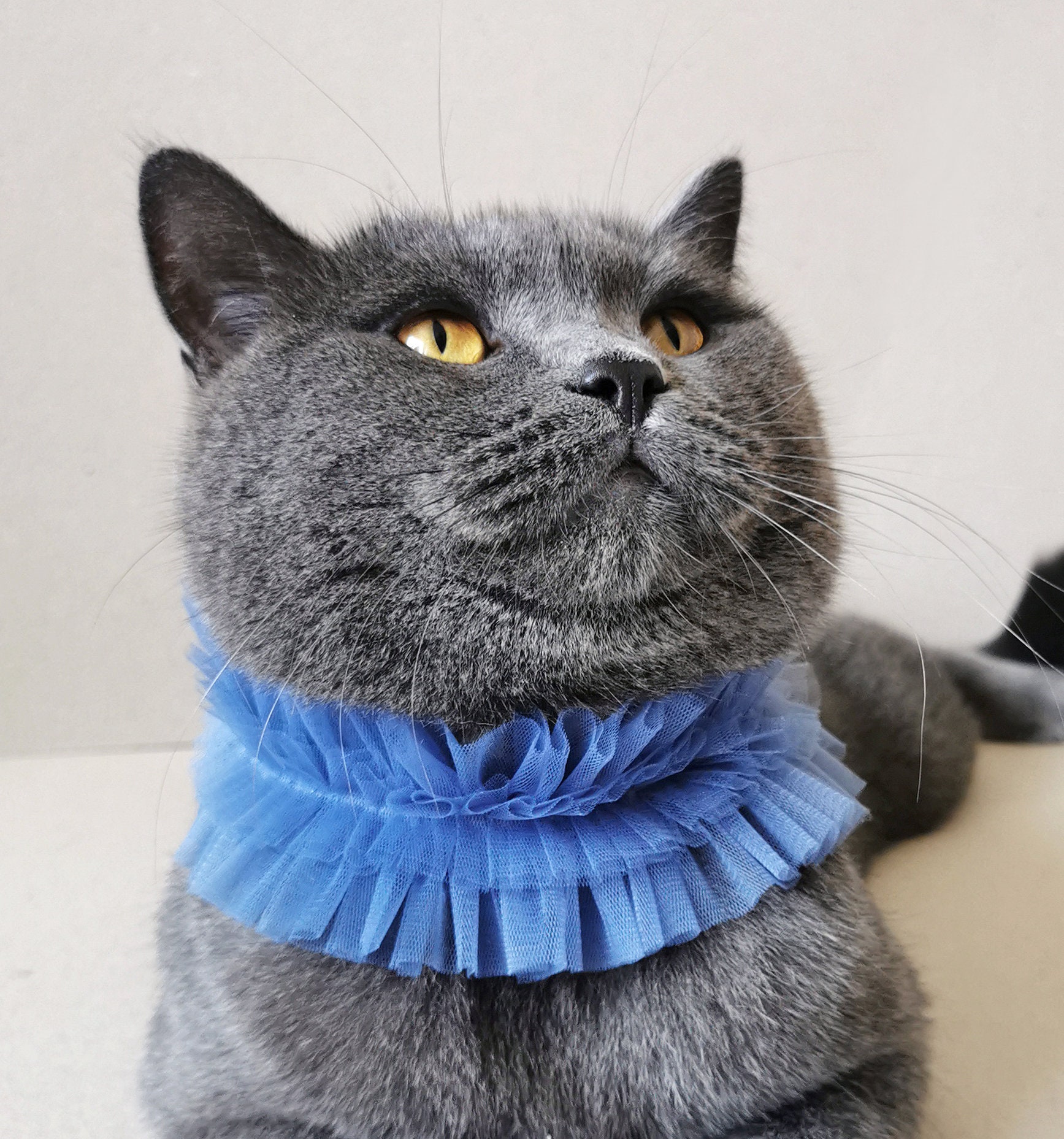 Blue Tulle Ruffle Clown Collar for Cats and Small Dogs, Unique Pet ...