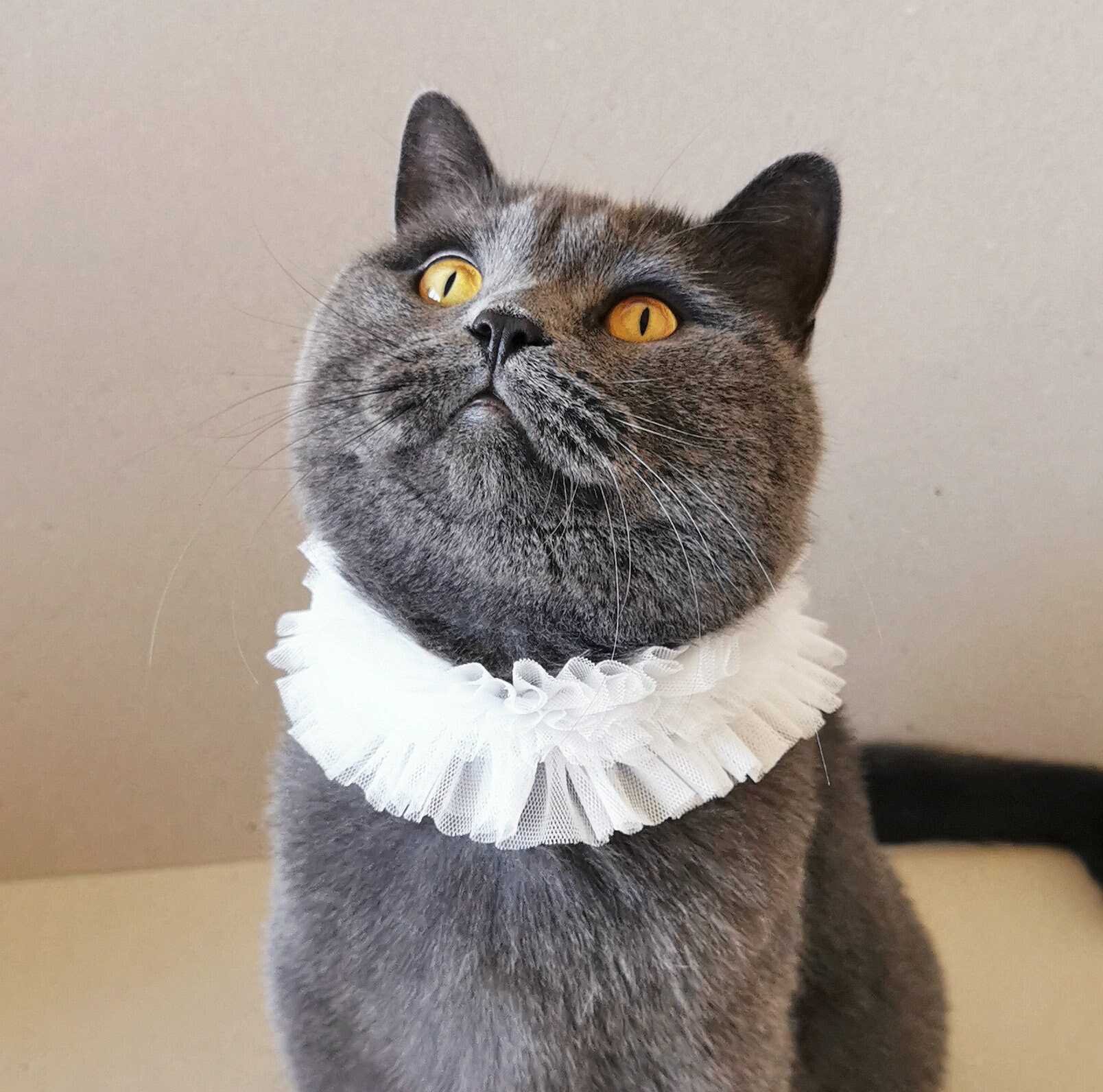 cat ruffle collar