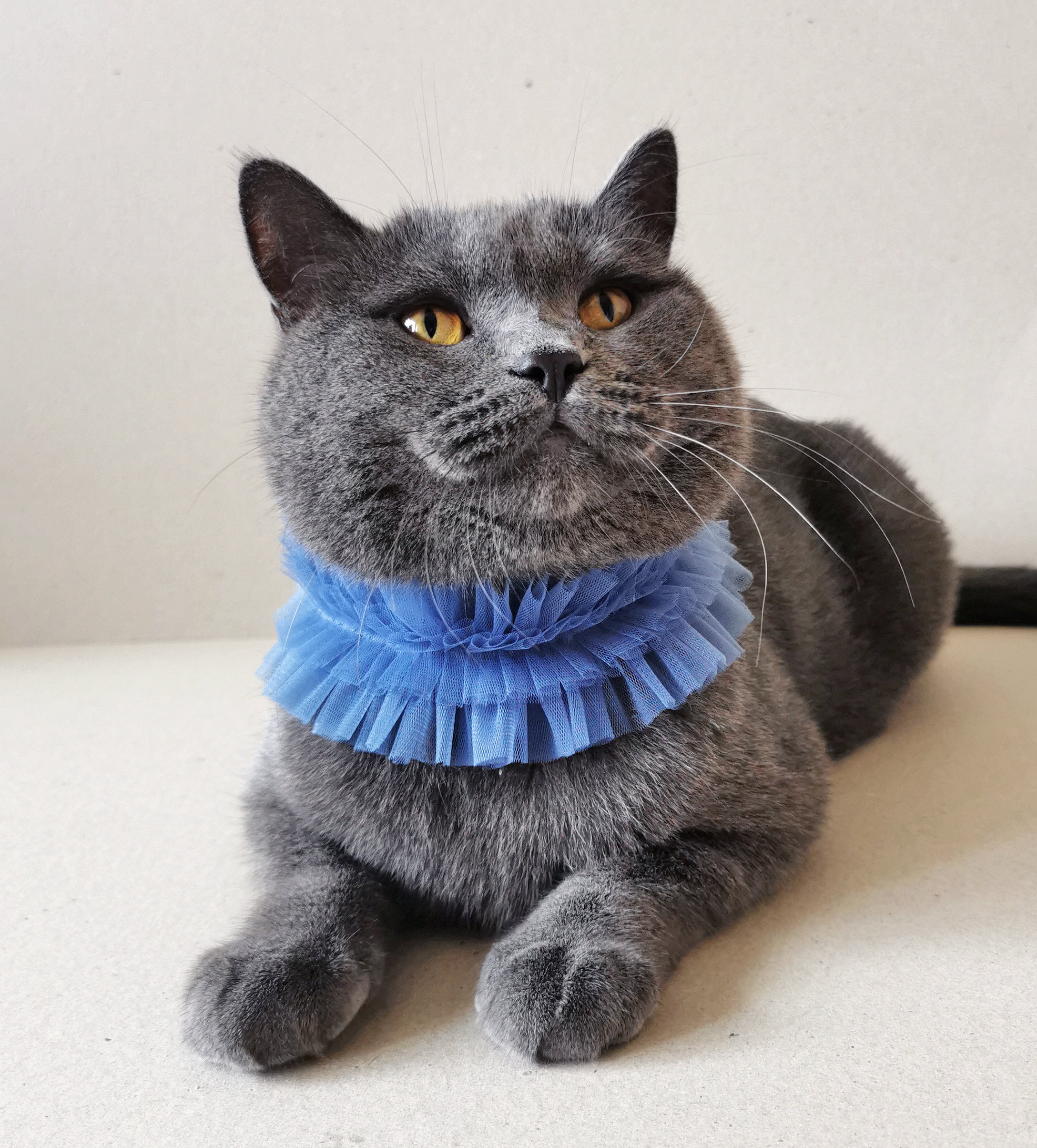 Blue Tulle Ruffle Clown Collar for Cats and Small Dogs, Unique Pet ...
