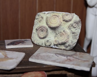 Dollhouse Miniature find  fossil reproduction