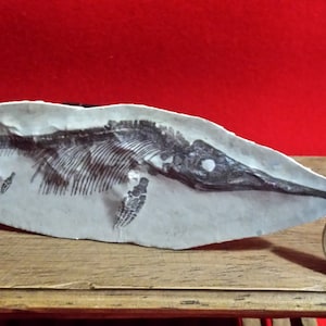 Riproduzione fossile di una casa delle bambole in miniatura
