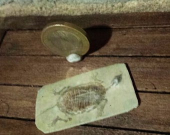 May include: A fossilized turtle skeleton on a light green background. The fossil is brown and white and is displayed on a wooden surface.