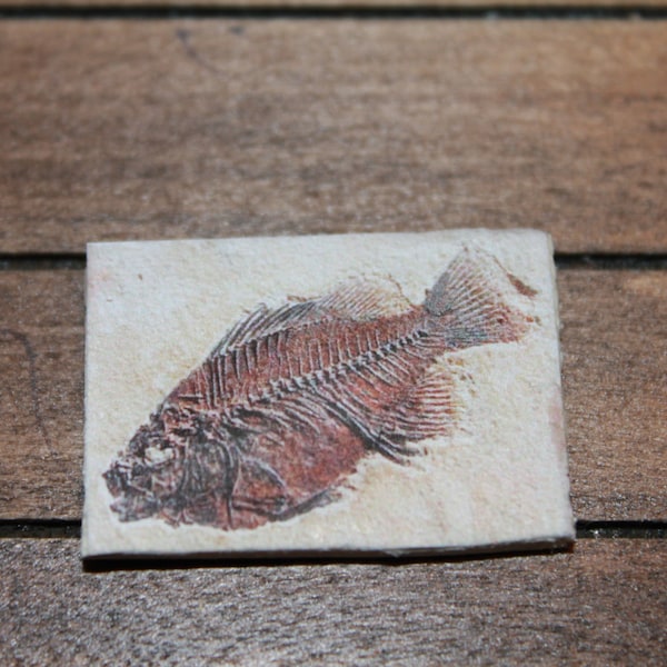 Dollhouse Miniature find  fossil reproduction