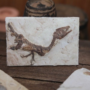 Dollhouse Miniature find  fossil reproduction