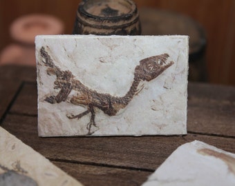 Dollhouse Miniature find  fossil reproduction