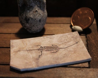 Miniature find  fossil