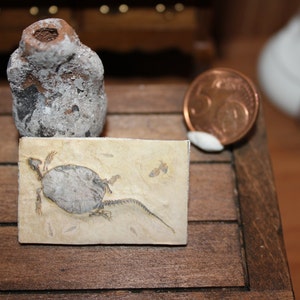 La miniatura della casa delle bambole trova la riproduzione fossile