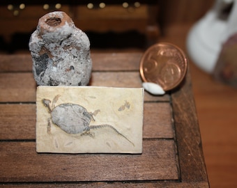 May include: A small, fossilized turtle on a beige background. The fossil is displayed on a wooden surface with a small, brown clay pot and a copper coin.