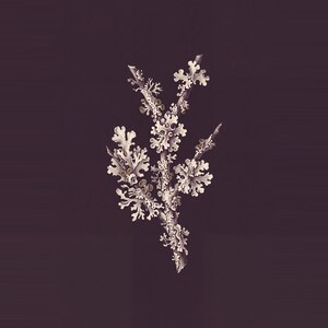May include: A botanical illustration of a lichen-covered twig set against a dark purple background. The lichen is depicted in shades of off-white and light gray, featuring intricate, branching, leaf-like structures and small circular discs.