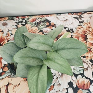 Pu&ograve; includere: Una pianta da appartamento in vaso con molteplici foglie a forma di cuore caratterizzate da una distinta tonalit&agrave; verde argento e venature visibili. La pianta &egrave; centrata e mostra un denso grappolo di fogliame che cresce da un vaso scuro.
