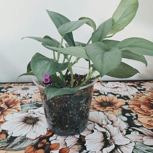 Pu&ograve; includere: Una pianta in vaso con foglie a forma di cuore di colore verde argenteo che cresce in un contenitore di plastica trasparente riempito di terriccio scuro. La lettera B &egrave; stampata in rosa su una delle foglie. La pianta ha diversi steli.