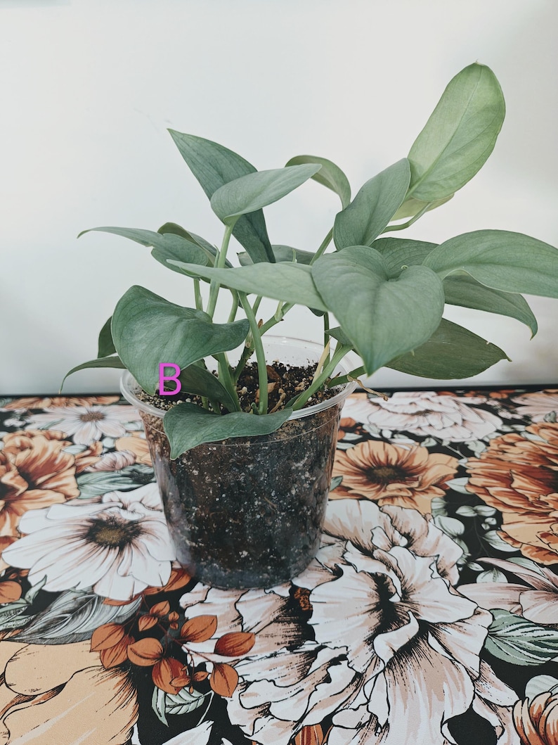 Pu&ograve; includere: Una pianta in vaso con foglie a forma di cuore di colore verde argenteo che cresce in un contenitore di plastica trasparente riempito di terriccio scuro. La lettera B &egrave; stampata in rosa su una delle foglie. La pianta ha diversi steli.