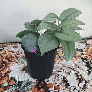 Pode incluir: Uma planta em vaso com folhas em forma de coração, de cor verde prateada, crescendo num recipiente de plástico preto simples. A planta apresenta uma letra A rosa proeminente numa das folhas inferiores, com uma textura lisa e pontas.