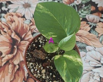Può includere: Una pianta di Epipremnum aureum in vaso con foglie verdi a forma di cuore con variegature gialle. La pianta è contrassegnata da una lettera A rosa. È piantata in terriccio scuro con perlite e trucioli di legno in un vaso di plastica marrone.