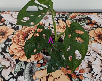 Monstera adonsonii (formaggio svizzero)