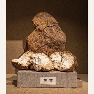 May include: A large, brown, textured Poria cocos fungus sits atop a rectangular gray fabric base. Three smaller, broken pieces of the fungus reveal a stark white, porous interior. A white label on the base features the Chinese characters 茯苓.