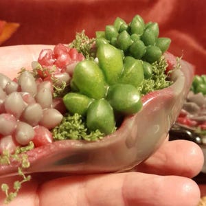 May include: A miniature succulent arrangement in a small, oblong, pinkish-red container. The arrangement features various succulents in shades of green, pink, and gray, with green moss accents. A second arrangement is visible in the background.