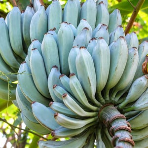 Blue Java Banana Live Rooted Plant Tropical Banana 3 Inch Pot