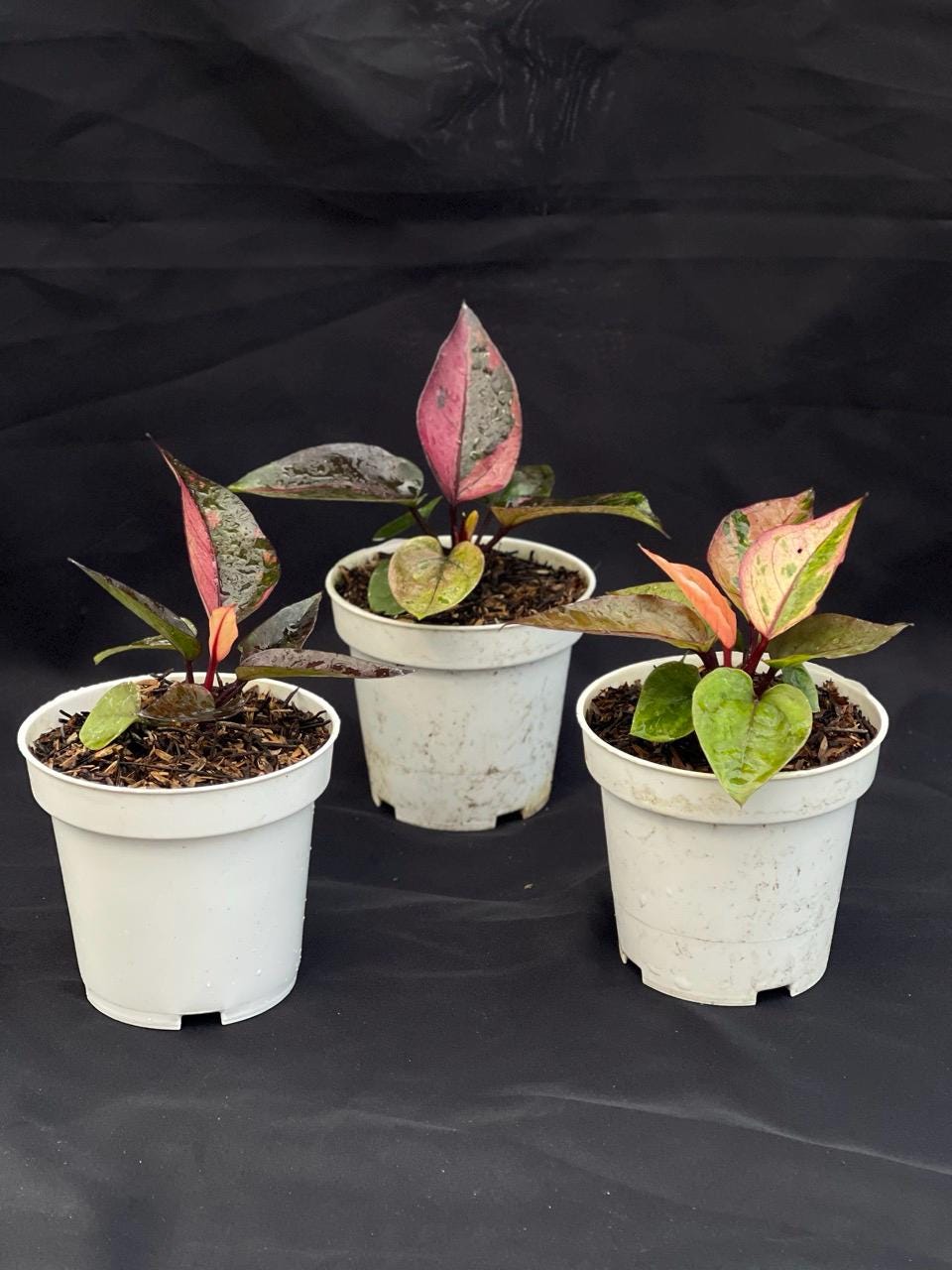 Rare anthurium - Etsy 日本