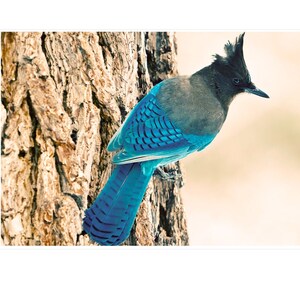 Natur-Fotografie - Vogel Fotografie - Bluejay - 5 x 7 mattiert Metallic-Druck