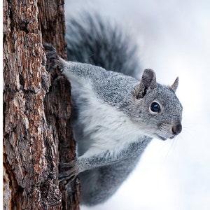 Nature Photography- Animal Photograph- &quot;Snow Squirrel&quot; 5 x 7 Matted Metallic Print