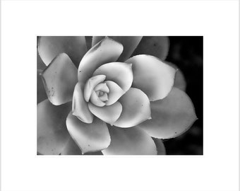 Fotografia da natureza - Suculenta em fotografia em preto e branco - impressão metálica fosca 5 x 7