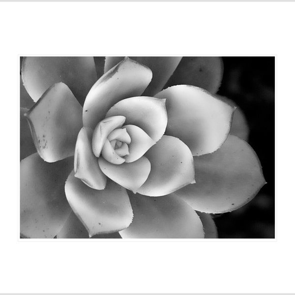 Nature Photography- Succulent in Black and White Photograph- 5 x 7 matted metallic print