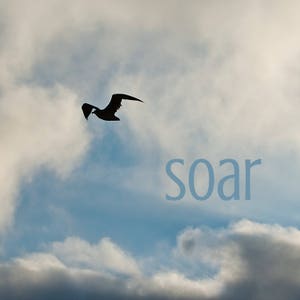 Naturfotografie | Inspirierende Druck | Soar | Möwe & Couds 5 x 5 Quadrat mattiert Metallic-Druck