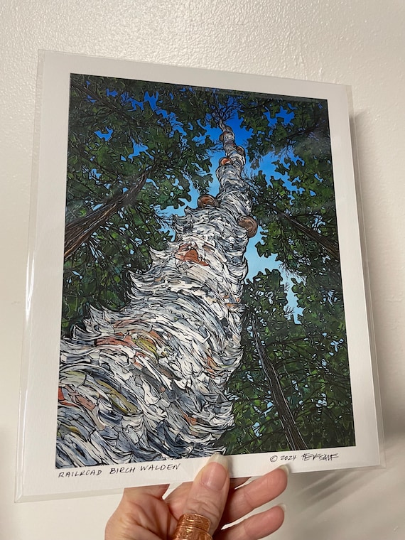 8x10” Giclee print of Walden Pond Railroad Birch Looking Up the Old Birch Tree Walden Pond Print Art by Tracy Levesque