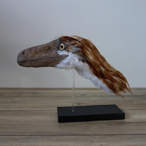 Può includere: Una scultura di testa di dinosauro raptor con muso marrone testurizzato, occhio giallo con pupilla nera e piume marroni e bianche che coprono il collo, montata su un'asta trasparente fissata a una base rettangolare nera.
