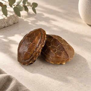 Turtle Shell Specimen, Natural History Collection, Ethically Sourced Shell, Spiritual Decor, Unique Nature Gift